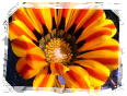 gazania